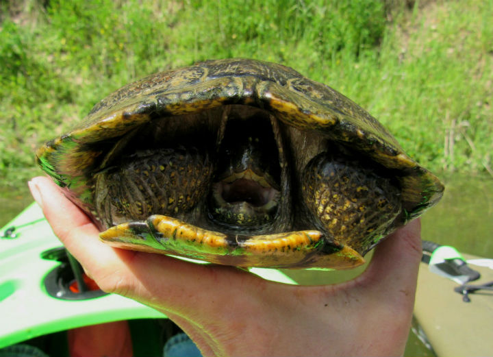 Red-eared Slider